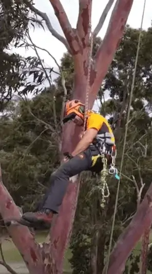 arborist-70-feet-high-tree-topping-brown-birch-20-years-experience