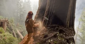 arborist-cutting-giant-douglas-fir-tree