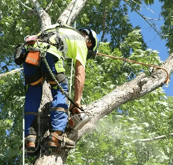 arborist-near-me-removing-silver-maple-tree