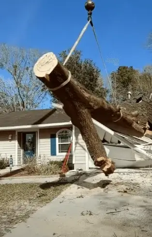 crane-assisted-tree-emergency-insurance-work