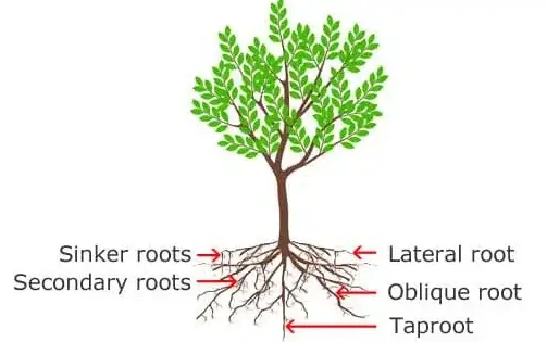 drawing-tree-root-system-diagram