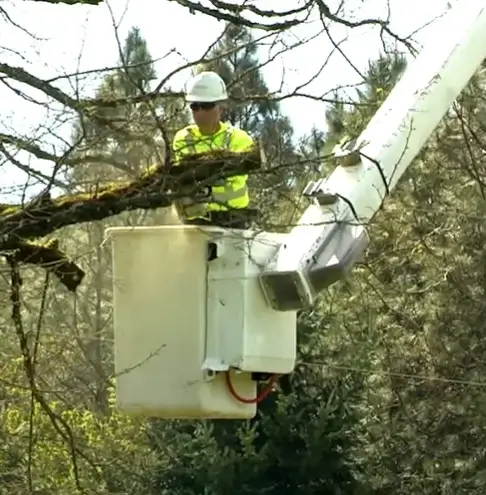 emergency-tree-removal-bucket-worker-cutting-limbs