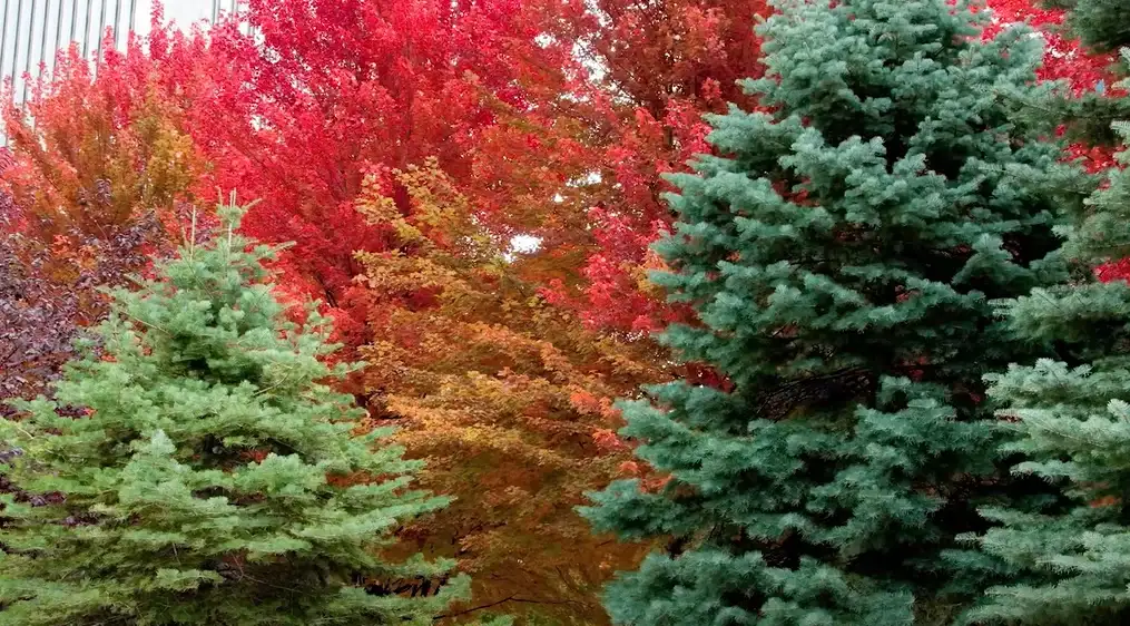 fall-foliage-sugar-maple