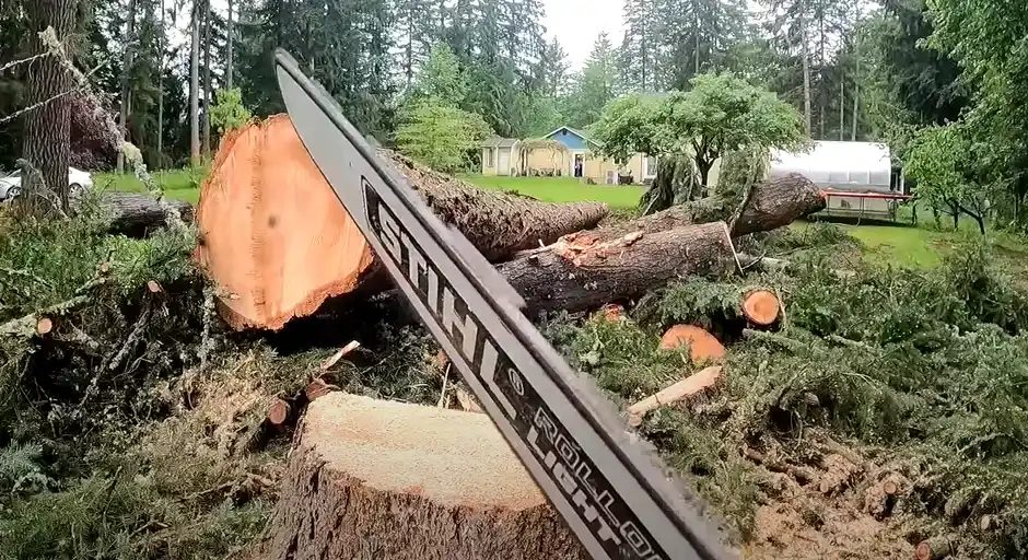 felling a huge 150 foot douglas fir tree