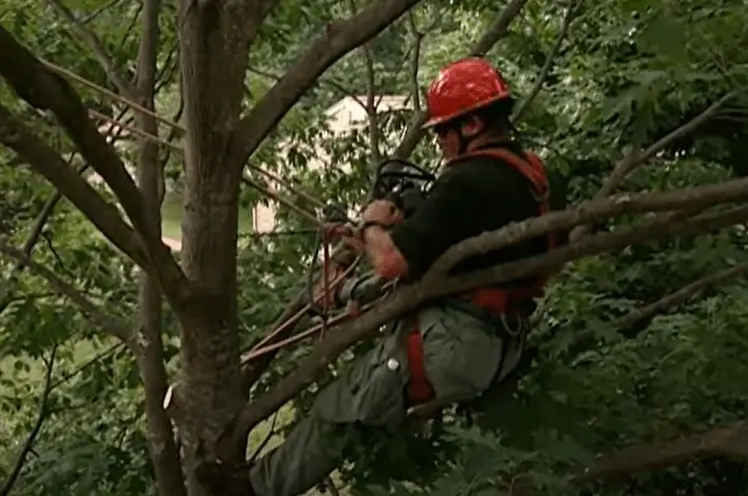 isa-arborist-drilling-first-hole-tree-bracing-huge-limb
