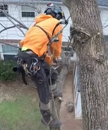 isa-certified-arborist-trimming-elm-tree
