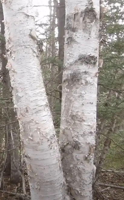 multi-trunk-paper-birch-tree-rotted-crotch-tall