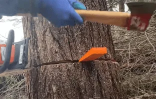 plastic-wedge-used-by-arborist-open-hinge-cut-in-trunk