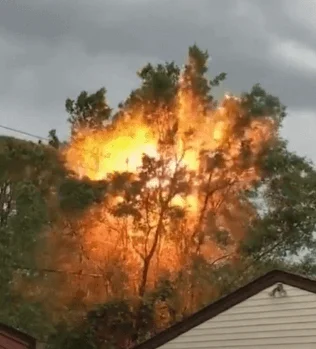 powerful-lightning-strike-hits-silver-maple-tree-starts-fire