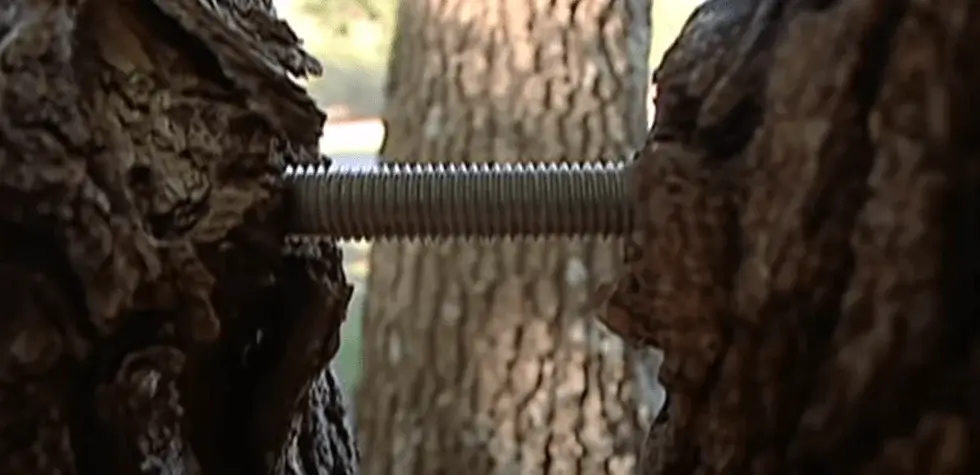 threaded-rod-being-installed-for-tree-bracing-connections
