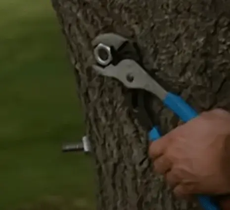 tightening-nut-on-eye-bolt-weakened-tree-crotch-bracing