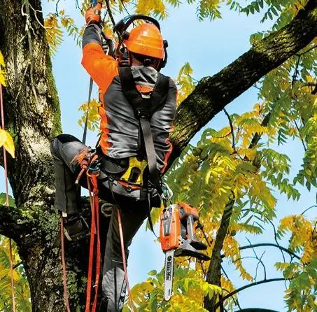 tree-climbing-to-prune-and-trim-diseased-black-walnut