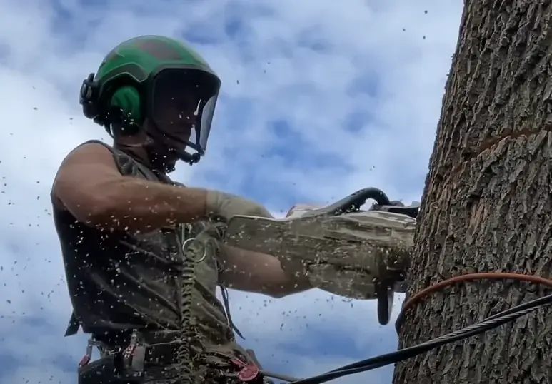 tree cutting 65 feet up in the air