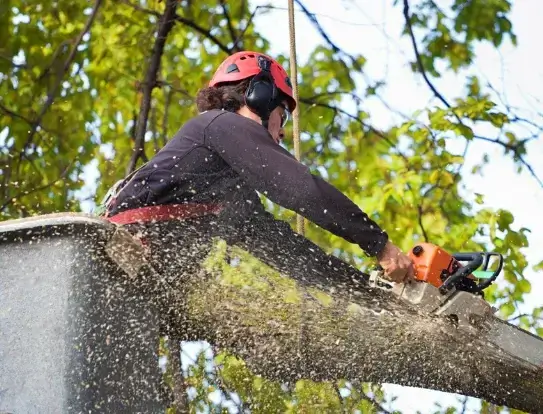 tree-service-using-crane-bucket-storm-cleanup