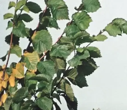 what-dutch-elm-disease-looks-like-on-leaves